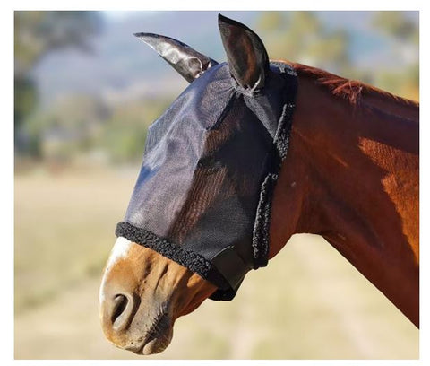 horse with fly mask
