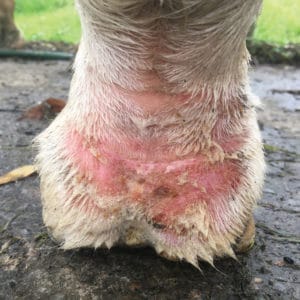 Image of a horse with white legs and greasy heel