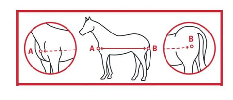 measuring a horse for rug size