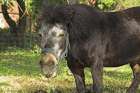 an old pony in a paddock