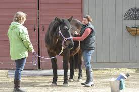 vet visiting an old horse