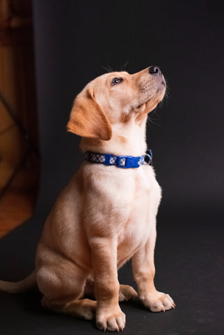 a puppy with a collar