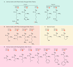 a chart of amino acids