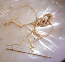 extracted tape worms form a horse