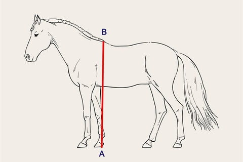 measuring a horse